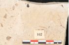 Foto (Detailansicht) von Santalum salicinum Ettingshausen (NHMW-GEO-2024-0188-11399)